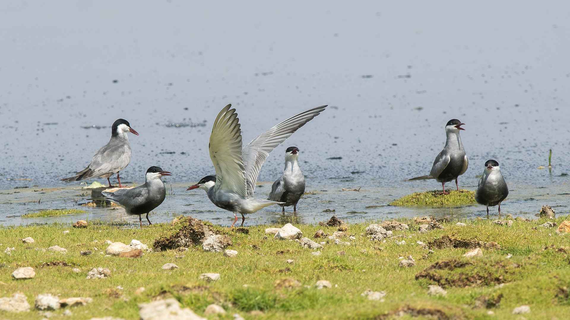 Whiskered Tern